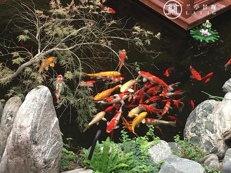 青島錦鯉魚池設計-城陽蘭亭景觀展廳錦鯉魚池設計
