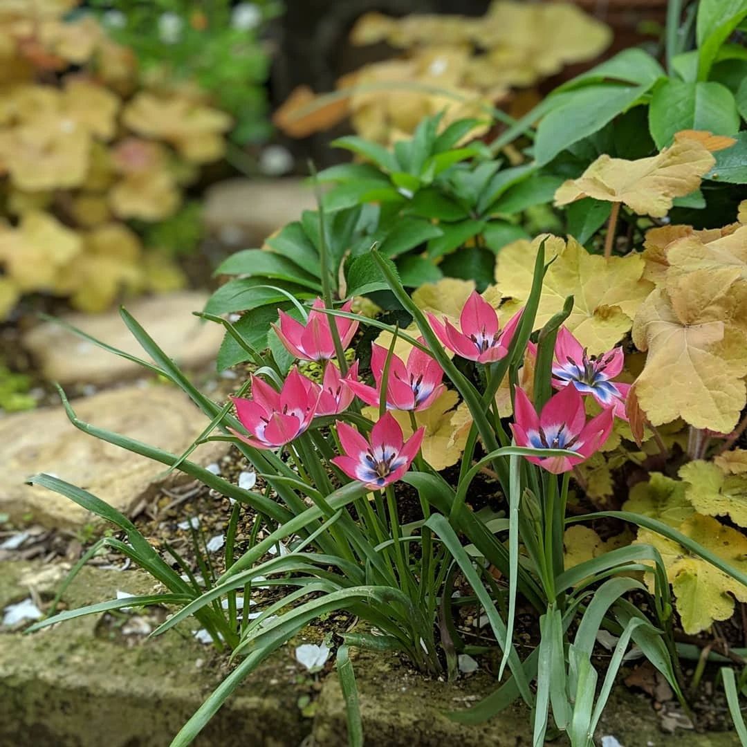 裝飾小品，把它帶到花園里，快樂翻倍