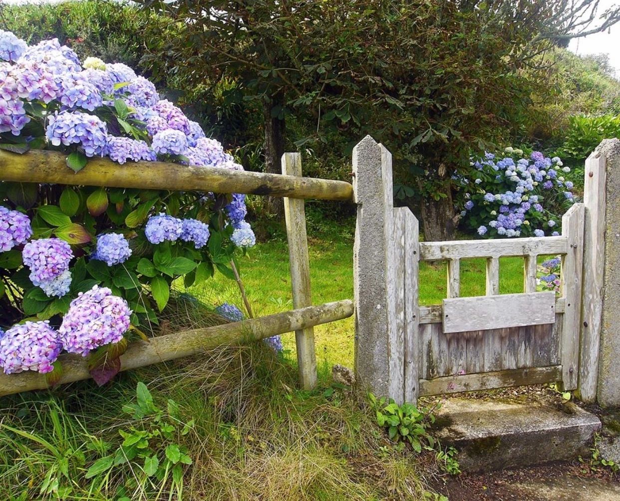 愿你能早日有個(gè)小院，種上花草，歡度余生