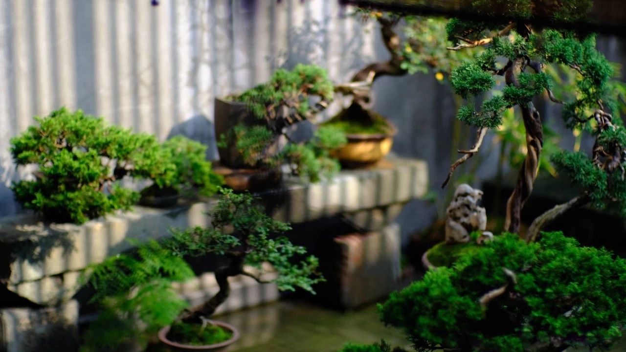 一個小院，收拾好了，便可安吾生之愿~